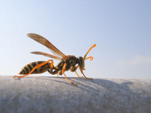 アシナガ蜂2